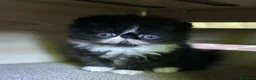 Persiano gatti in vendita: Cuccioli persiani  - Annuncio 7
