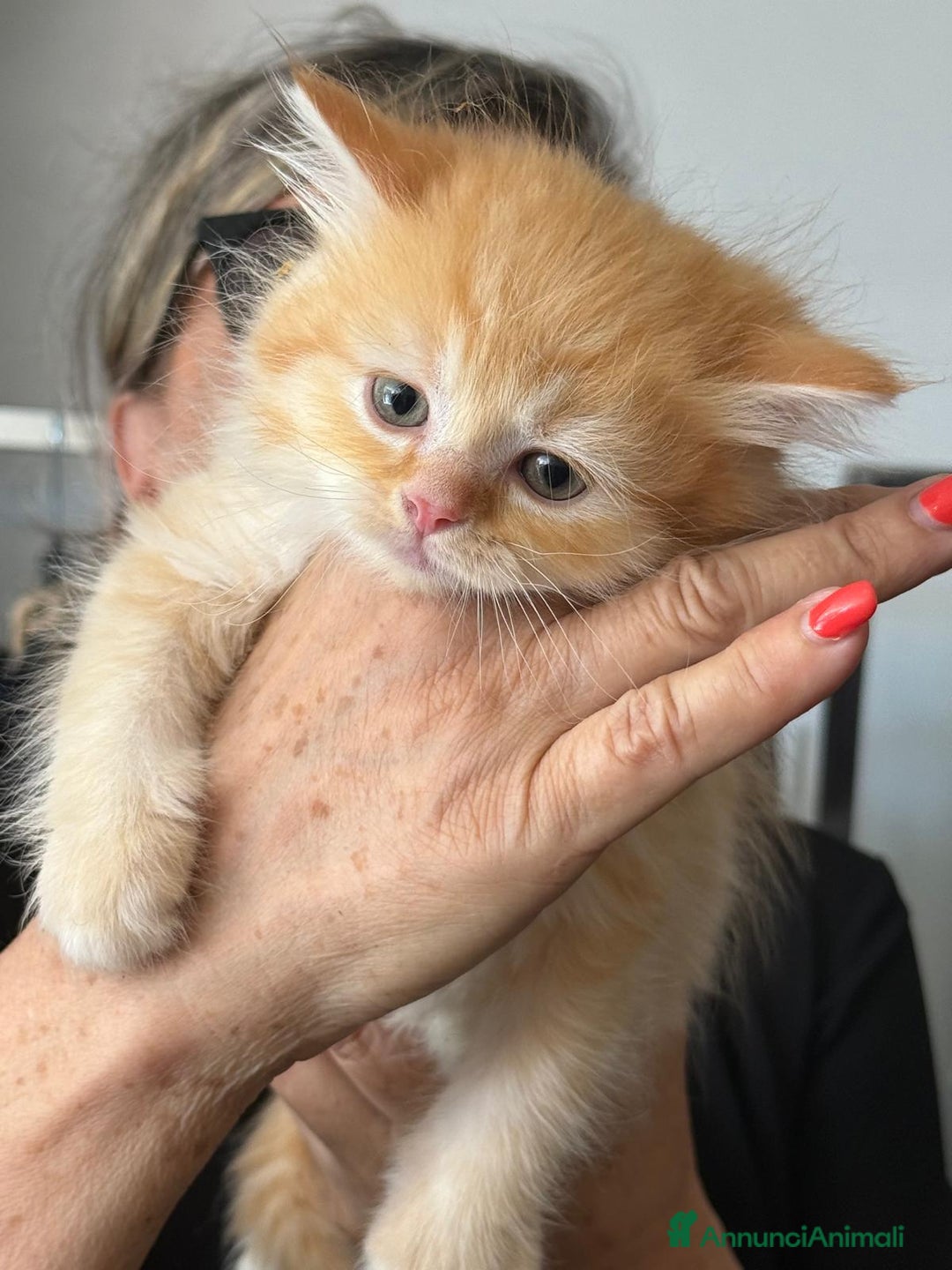 Scottish gatti in vendita: Gattini Scottish Straight  a Provincia di Modena - Immagine 17