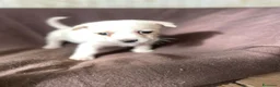 Meticcio cani in regalo: LA PICCOLA NOCCIOLINA - Annuncio 2