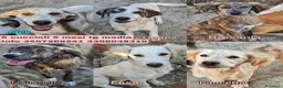 Meticcio cani in regalo: Cuccioli di 5 mesi cercano casa - Annuncio 1