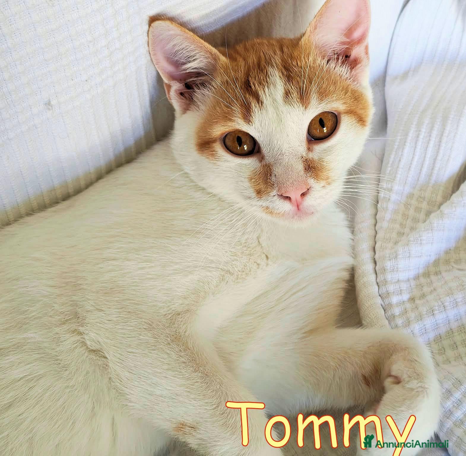 Europeo gatti  TOMMY DOLCISSIMO GATTINO - Annuncio 31