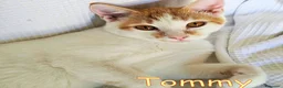 Europeo gatti in regalo:  TOMMY DOLCISSIMO GATTINO - Annuncio 1