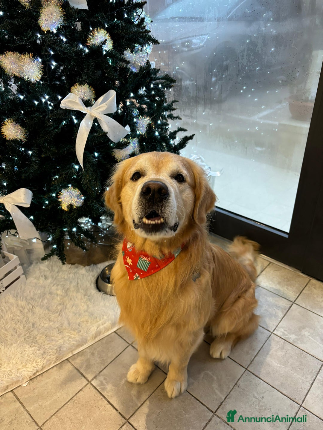 Golden Retriever cani per accoppiamento: Gregorio cerca la sua dolce metà 🐶❤️ a Provincia di Frosinone - Annuncio 9