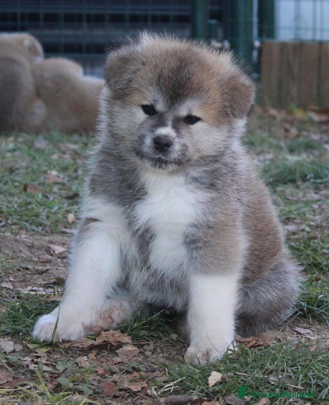 Akita Inu cani in vendita: Cuccioli di AKITA LOMBARDIA  - Annuncio 9