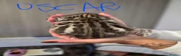 Bengala gatti in vendita: Cuccioli di Bengala a Provincia del Verbano-Cusio-Ossola - Annuncio 7