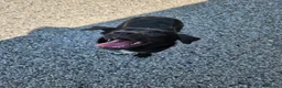Meticcio cani in regalo: oliver  - Annuncio 2