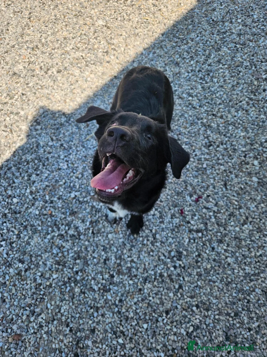 Meticcio cani in regalo: oliver  - Annuncio 2