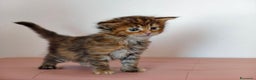 Maine Coon gatti in vendita: Cucciola Maine coon  - Annuncio 5