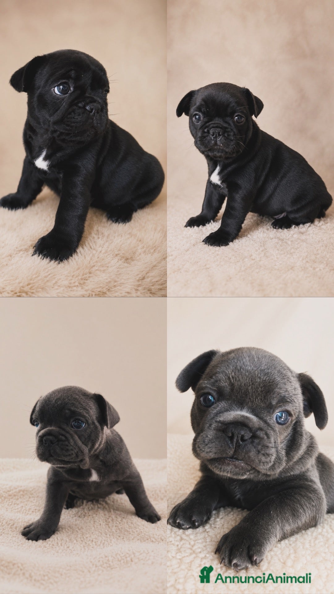 Bulldog Francese cani Cucciole Bulldog Francese femmine disponibili.  - Annuncio 20