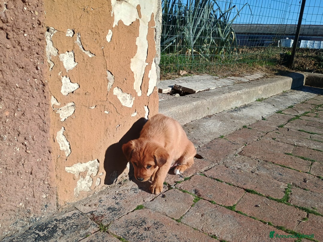Meticcio cani in vendita: 4 Piccoli vicino Mantova Cercano un Nuovo Inizio! - Annuncio 8