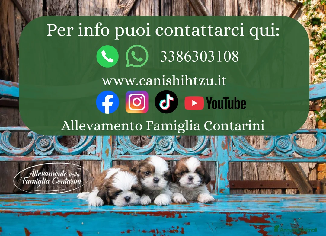 Shih Tzu cani in vendita: CUCCIOLI STUPENDI RAZZA SHIHTZU - Annuncio 4