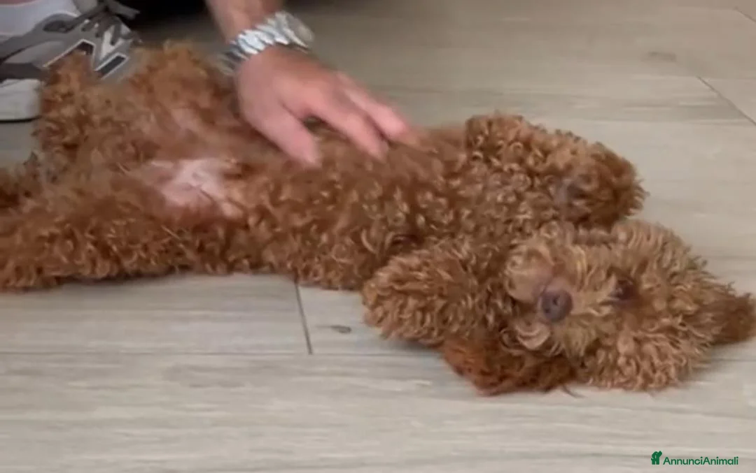 Barboncino Toy cani in vendita: Barboncino toy  - Annuncio 2