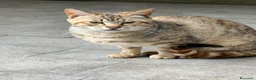 Europeo gatti in regalo: MORGANA E SCHEGGIA CERCANO ADOZIONE (POZZUOLI NA) a Città Metropolitana di Napoli - Annuncio 3