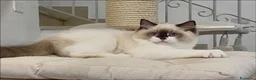 Ragdoll gatti in vendita: Super maschietto dal look “orsacchiotto”, pedigree a Città metropolitana di Roma Capitale - Annuncio 1