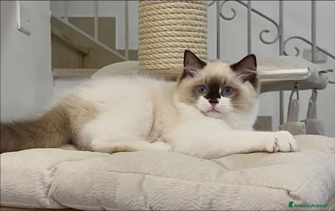 Ragdoll gatti in vendita: Super maschietto dal look “orsacchiotto”, pedigree a Città metropolitana di Roma Capitale - Annuncio 1
