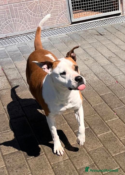 Meticcio cani MAYA AMSTAFF - Annuncio 2