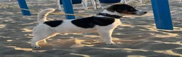 Jack Russell cani per accoppiamento: Jack Russell terrier  - Annuncio 2