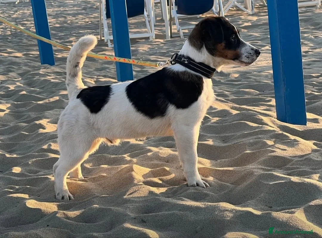 Jack Russell cani per accoppiamento: Jack Russell terrier  - Annuncio 2