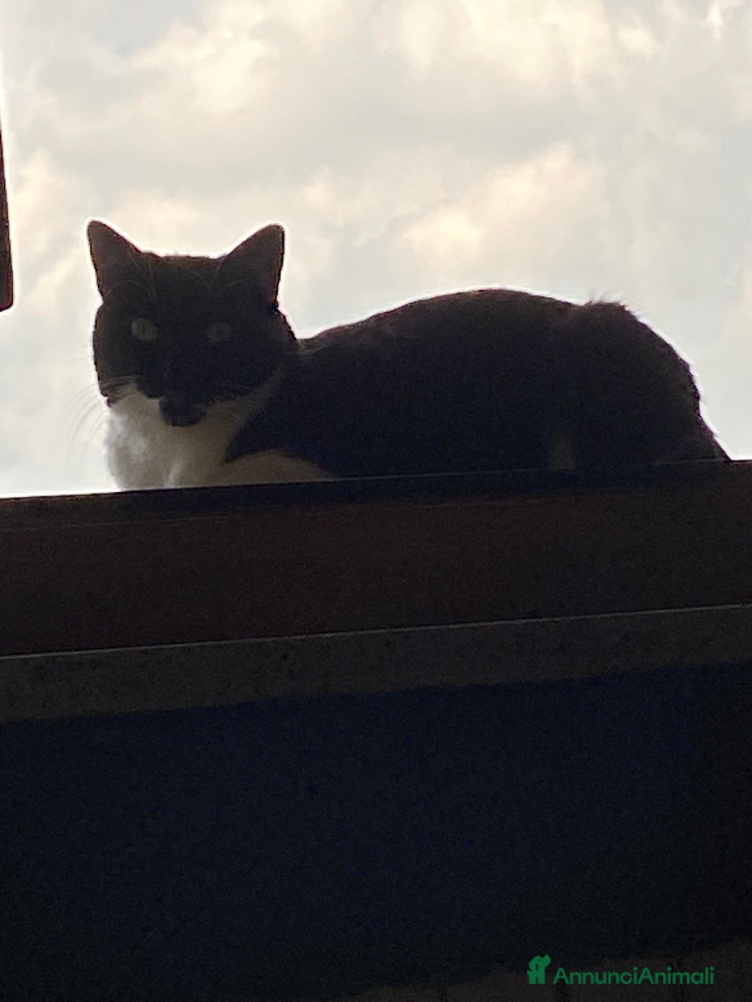 Meticcio gatti in regalo: GATTA - Annuncio 3