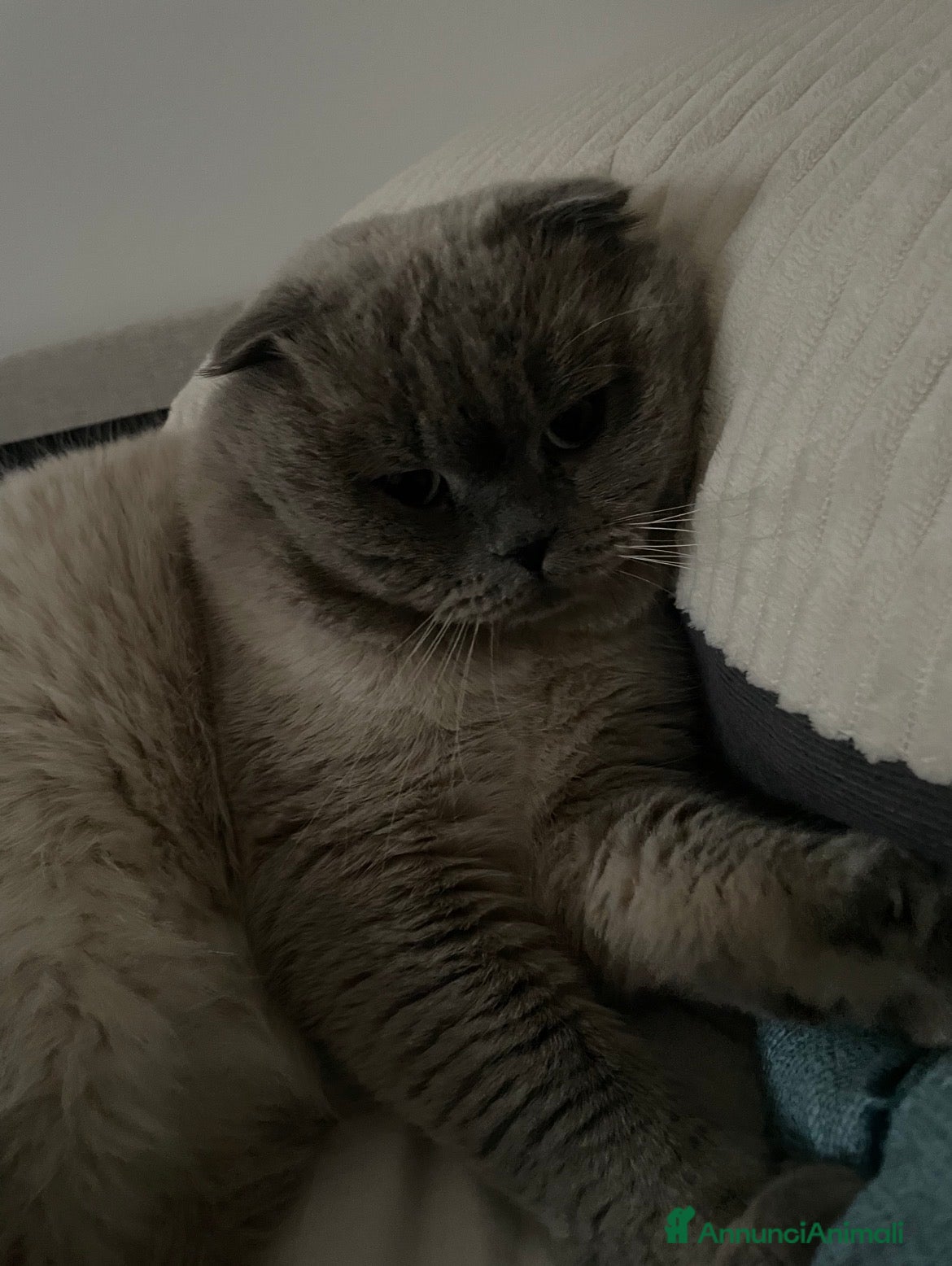 Scottish gatti Cerco gatta scottish strainght/british  a Provincia di Lecco - Annuncio 1