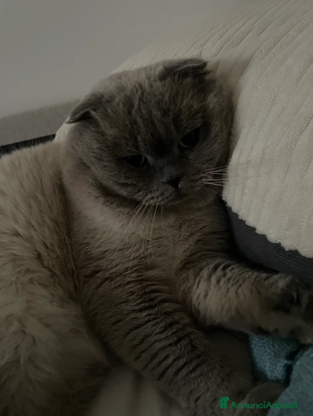 Scottish gatti per accoppiamento: Cerco gatta scottish strainght/british  a Provincia di Lecco - Annuncio 1