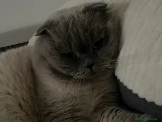 Scottish gatti Cerco gatta scottish strainght/british a Provincia di Lecco - Annuncio 1