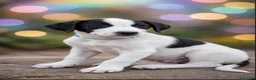 Meticcio cani in regalo: 3cuccioli quasi 3mesi tg media SICILIA SOS  - Annuncio 8