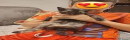 Europeo gatti in vendita: Gattini 2 mesi  a Provincia di Monza e della Brianza - Annuncio 7