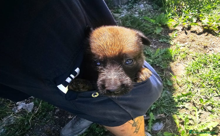 Pastore Belga cani a Venedig - Annuncio 1