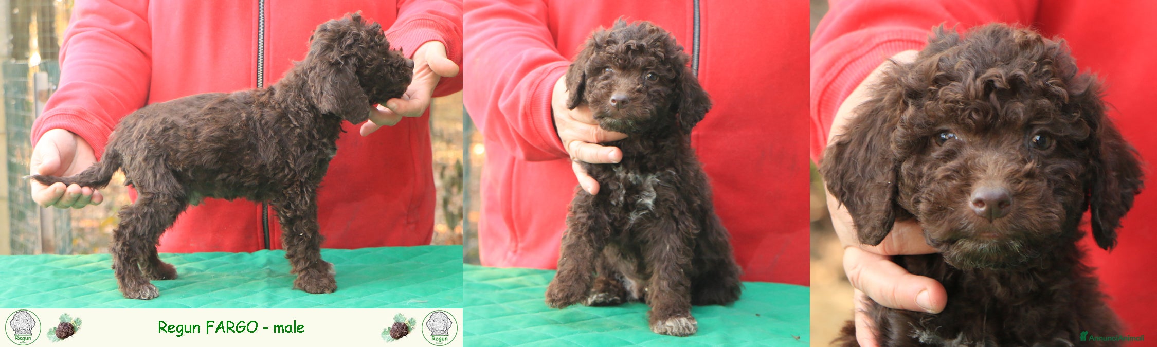 Lagotto cani Lagotto romagnolo - cuccioli - Annuncio 2