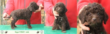 Lagotto Cucciolo 1