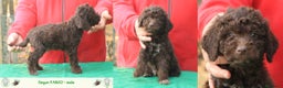 Lagotto cani in vendita: Lagotto romagnolo - cuccioli - Annuncio 2