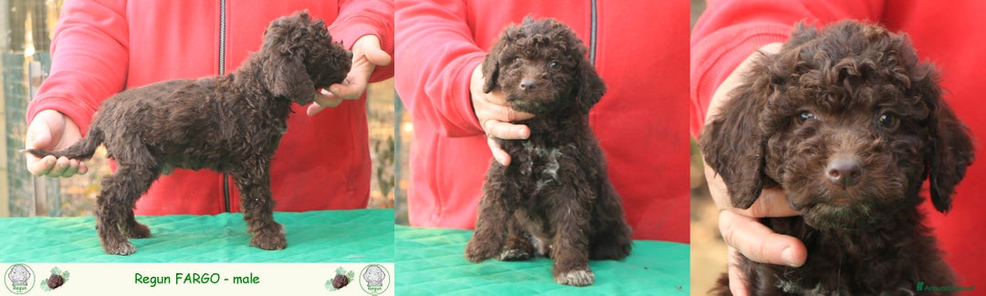 Lagotto cani in vendita: Lagotto romagnolo - cuccioli - Annuncio 2