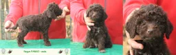 Lagotto cani in vendita: Lagotto romagnolo - cuccioli - Annuncio 2