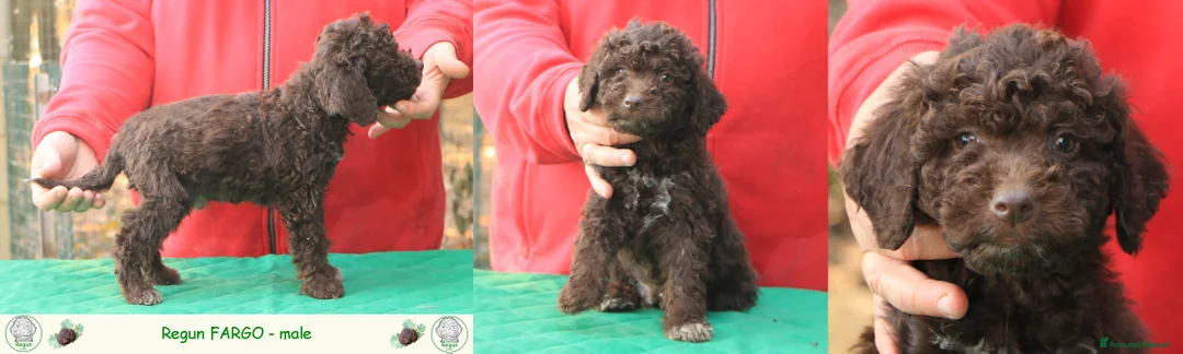 Lagotto cani in vendita: Lagotto romagnolo - cuccioli - Annuncio 2