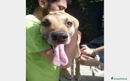 Meticcio cani in regalo: 12anni in canile PER FAVORE AIUTIAMOLO!Salerno a Milano - Immagine 2