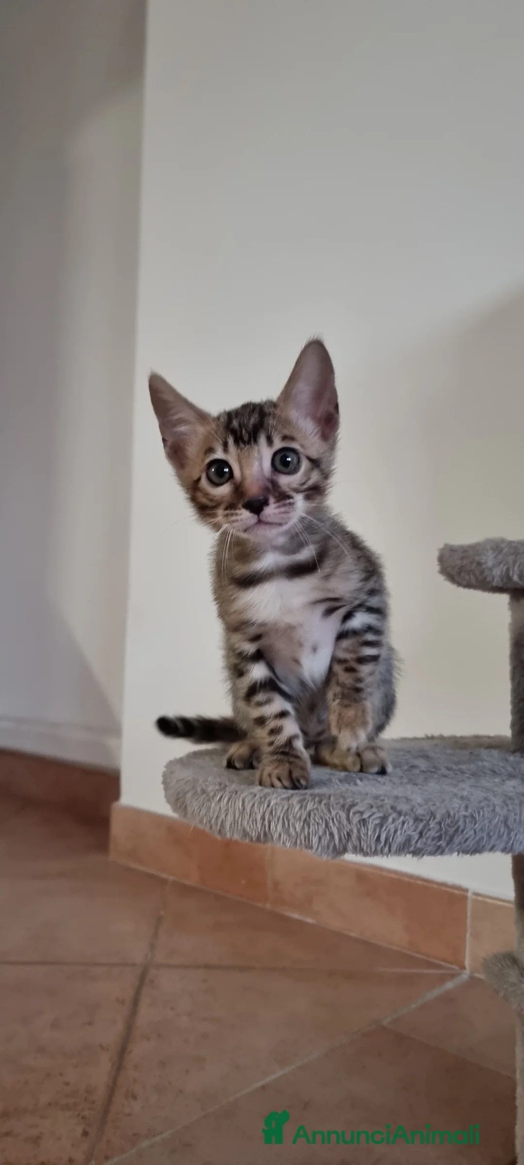 Bengala gatti in vendita: Gattina Bengala con Pedigree  - Annuncio 3