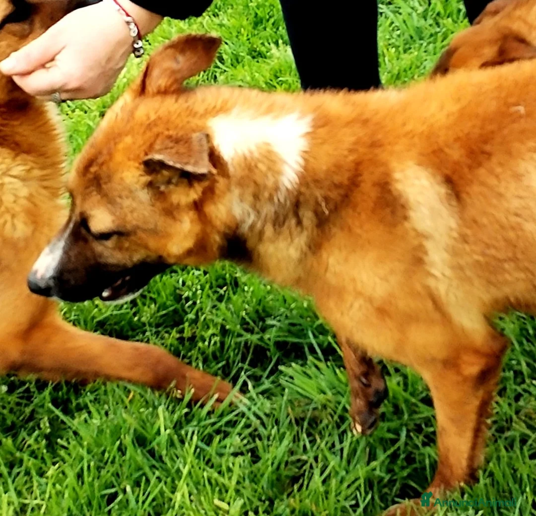 Meticcio cani in regalo: Van mini pastorello non può crescere in cani a Provincia di Latina - Annuncio 6