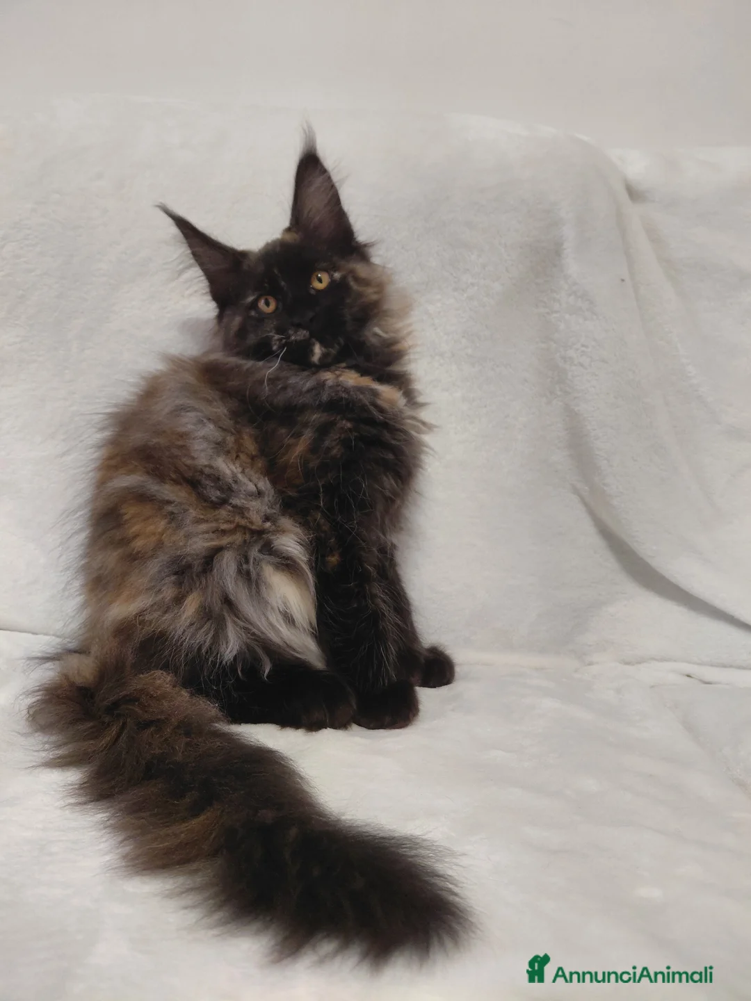 Maine Coon gatti in vendita: Maine coon  - Annuncio 1