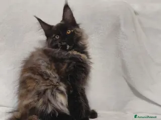 Maine Coon gatti Maine coon - Annuncio 21