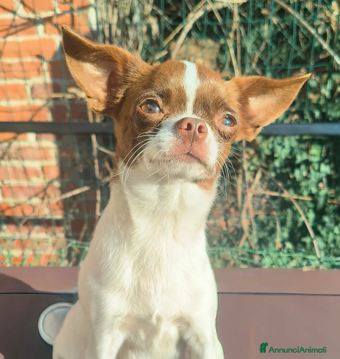 Chihuahua cani in vendita: CHIHUAHUA ALTA GENEALOGIA  - Annuncio 2