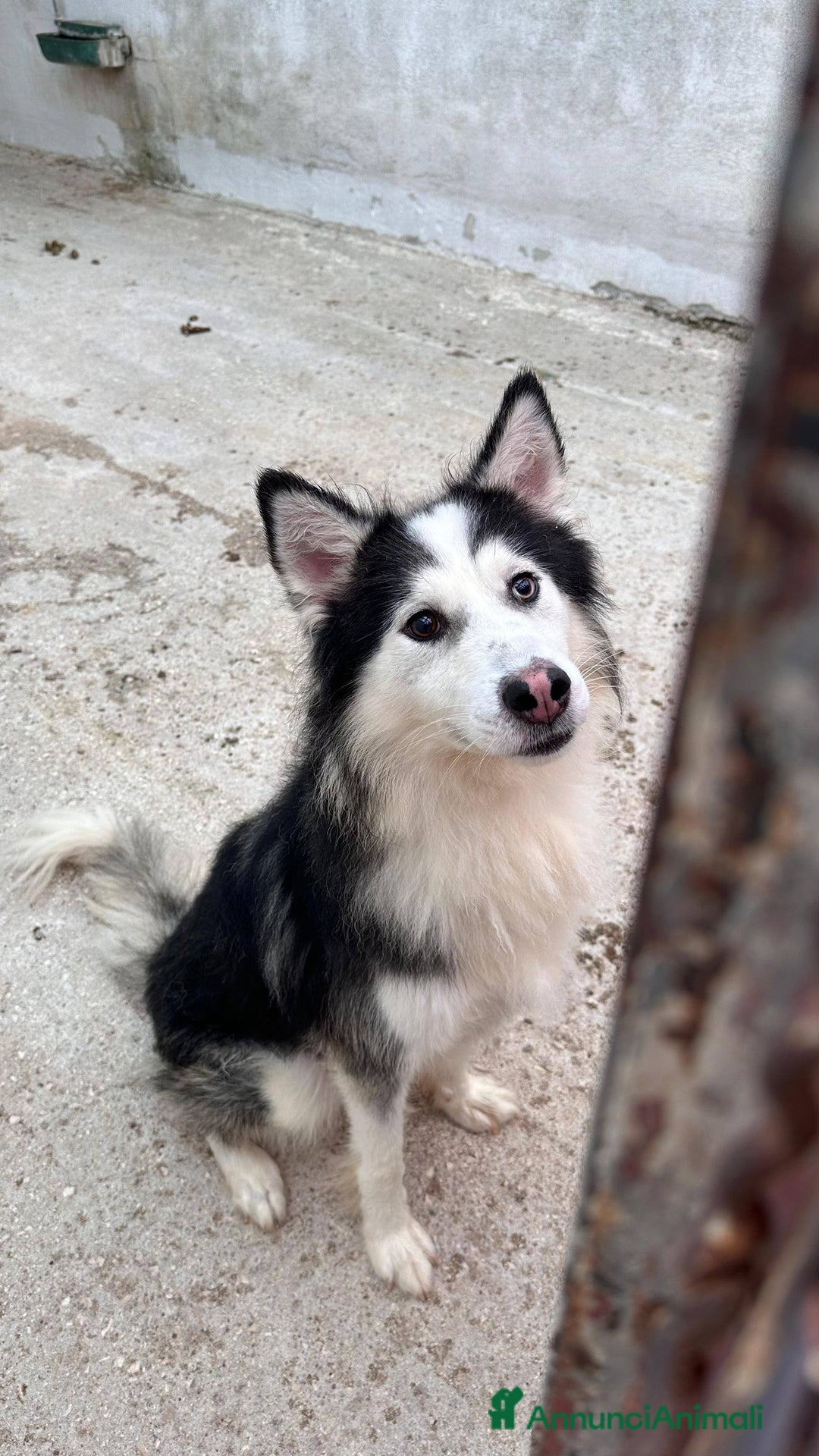 Husky cani in regalo: Una nuova vita per Wolf, husky bellissimo - Annuncio 7