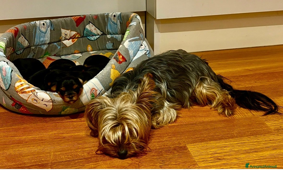 Yorkshire cani Yorkshire  - Annuncio 2