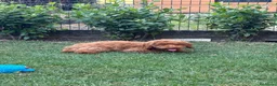 Meticcio cani in vendita: Barboncino Nano - Annuncio 12