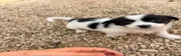 Meticcio cani in regalo: DUPLO - Annuncio 2