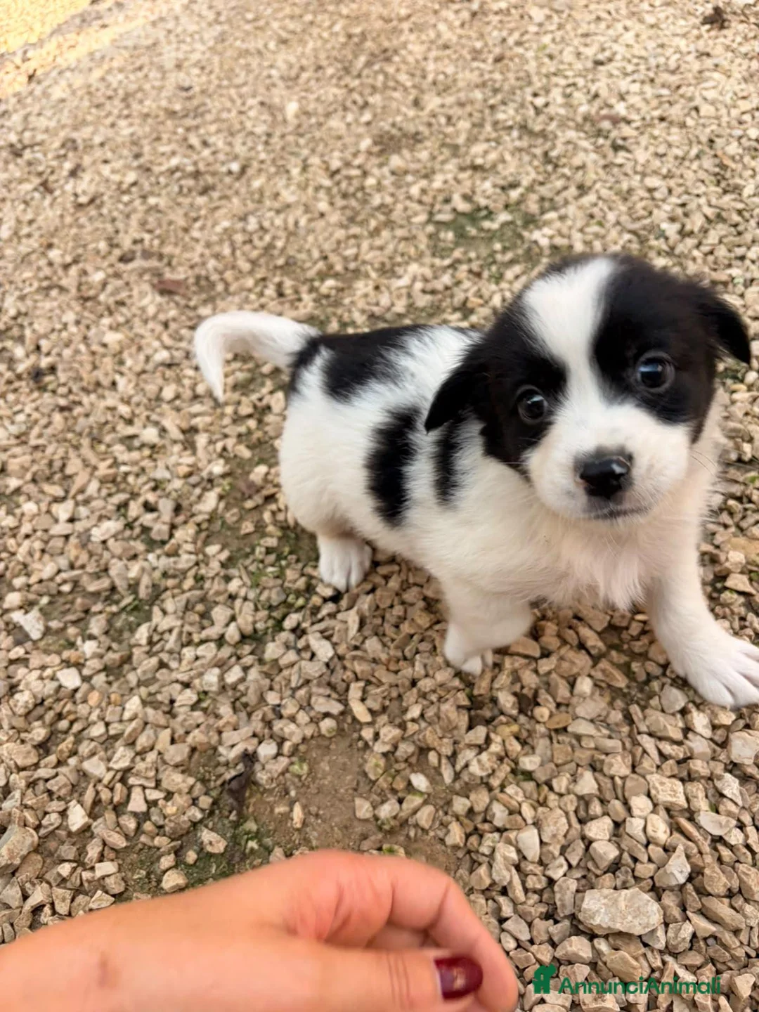Meticcio cani in regalo: DUPLO - Annuncio 2