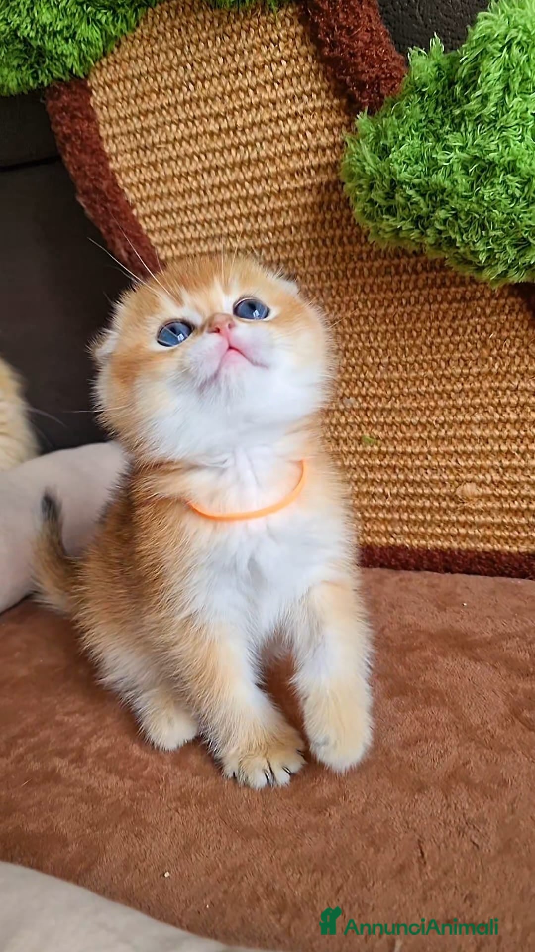 Scottish gatti Scottish Fold e Straight  - Annuncio 2