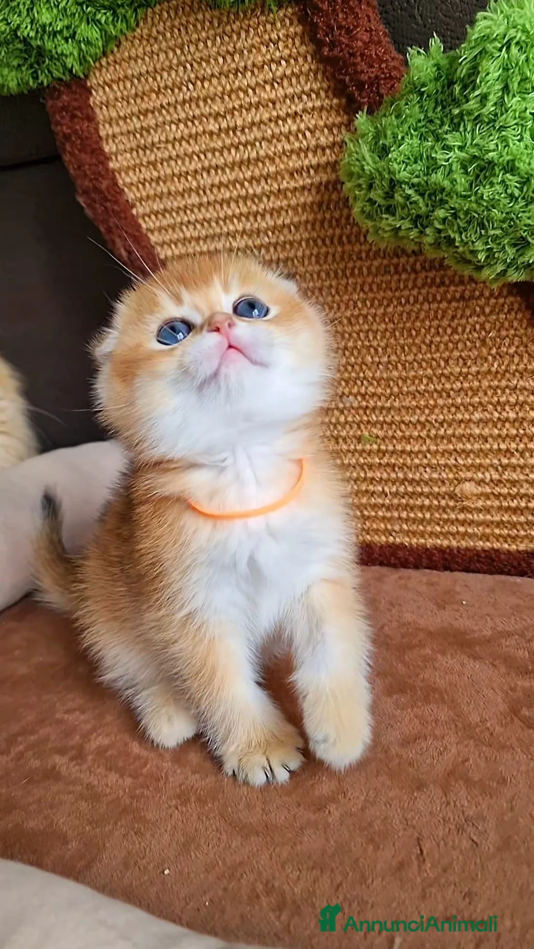 Scottish gatti in vendita: Scottish Fold e Straight  - Annuncio 1