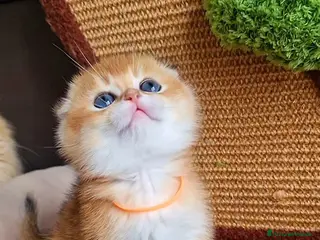 Scottish gatti Scottish Fold e Straight - Annuncio 10