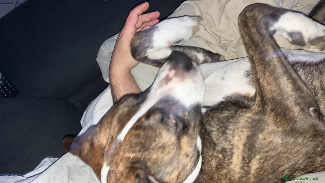 Meticcio cani in regalo: Chicco a Provincia di Monza e della Brianza - Annuncio 1